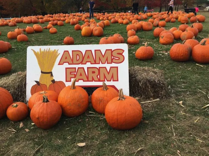 Adams Farm sign in a field of pumpkins