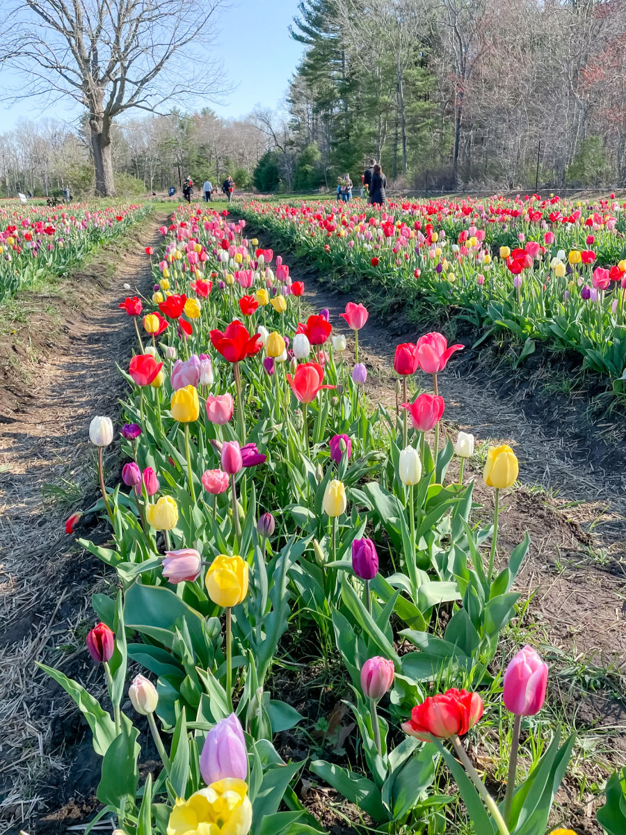 row of tulips at Wicked Tulips Flower Farm in Rhode Island